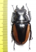Odontolabis cuvera fallaciosa  Vietnam  46mm - INSECTS-STORE.RU