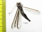 Ascalaphidae sp.  South Africa Rep. - INSECTS-STORE.RU
