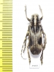 Cerambycidae sp.  China, Yunnan prov. - INSECTS-STORE.RU