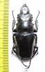 Odontolabis dalmanni celebensis  Indonesia, Sulawesi  58mm - INSECTS-STORE.RU