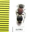 Mutillidae sp.  South Africa Rep. - INSECTS-STORE.RU