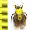 Hymenoptera, Xylocopa sp.  South Africa Rep. - INSECTS-STORE.RU