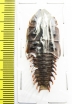 Lycidae sp.  Indonesia, Java  42mm - INSECTS-STORE.RU