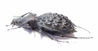 Carabus (Coptolabrus) pustulifer  China - INSECTS-STORE.RU