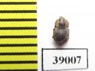 Tarphius compactus  Madeira isl. - INSECTS-STORE.RU