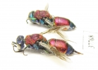 Chrysididae sp.  Russia, Moscow reg. - INSECTS-STORE.RU