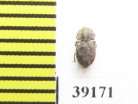 Tarphius simplex  Tenerife isl. - INSECTS-STORE.RU