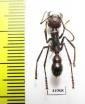 Formicidae sp.  Costa Rica - INSECTS-STORE.RU