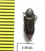 Cremastocheilini sp.  Zambia - INSECTS-STORE.RU