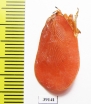 Homoptera sp.  Madagascar - INSECTS-STORE.RU