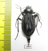 Tenebrionidae sp.  South Africa Rep. - INSECTS-STORE.RU