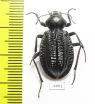 Tenebrionidae sp.  South Africa Rep. - INSECTS-STORE.RU