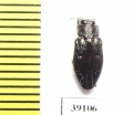 Chrysobothris sp.  China, Yunnan prov. - INSECTS-STORE.RU