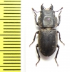 Erichius fairmairii  Chile - INSECTS-STORE.RU