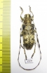 Cerambycidae sp.  China, Yunnan prov. - INSECTS-STORE.RU