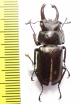 Prismognathus triapicalis  China  32mm - INSECTS-STORE.RU