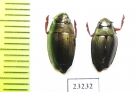 Gyrinidae sp.  Indonesia, Buru isl. - INSECTS-STORE.RU