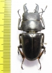Dorcus townesi  Philippines - INSECTS-STORE.RU