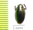Gyrinidae sp.  Indonesia, Sumba isl. - INSECTS-STORE.RU