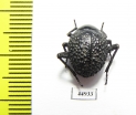Tenebrionidae sp.  South Africa Rep. - INSECTS-STORE.RU