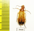 Zonitis ballioni  Tajikistan - INSECTS-STORE.RU