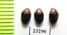 Erotylidae sp.  Myanmar - INSECTS-STORE.RU
