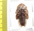 Lycidae sp.  Indonesia, Java - INSECTS-STORE.RU
