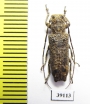 Cerambycidae sp.  China, Yunnan prov. - INSECTS-STORE.RU