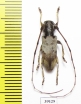 Cerambycidae sp.  China, Guangxi prov. - INSECTS-STORE.RU