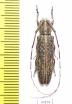 Cerambycidae sp.  China, Guangxi prov. - INSECTS-STORE.RU