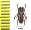 Cerambycidae sp.  China, Guangxi prov. - INSECTS-STORE.RU