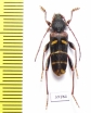 Plagionotus christophi  China, Heilongjiang prov. - INSECTS-STORE.RU