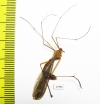 Bittacidae sp.  Zambia - INSECTS-STORE.RU