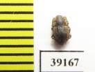 Tarphius inornatus  Madeira isl. - INSECTS-STORE.RU
