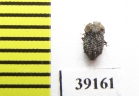 Tarphius fernandezlopezi  Tenerife isl. - INSECTS-STORE.RU
