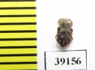Tarphius erosus  Tenerife isl. - INSECTS-STORE.RU