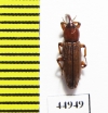 Curculionidae sp.  Zambia - INSECTS-STORE.RU