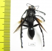 Hymenoptera sp.  Zambia - INSECTS-STORE.RU