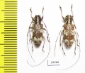 Cerambycidae sp.  China, Guangxi prov. - INSECTS-STORE.RU