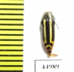 Buprestidae sp.  Zambia - INSECTS-STORE.RU