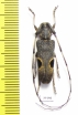 Cerambycidae sp.  China, Guangxi prov. - INSECTS-STORE.RU