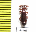 Paussinae sp.  Zambia - INSECTS-STORE.RU