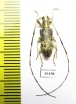Cerambycidae sp.  China, Yunnan prov. - INSECTS-STORE.RU