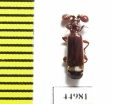 Paussinae sp.  Zambia - INSECTS-STORE.RU