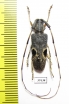Cerambycidae sp.  China, Guangxi prov. - INSECTS-STORE.RU