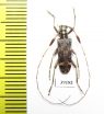Cerambycidae sp.  China, Yunnan prov. - INSECTS-STORE.RU
