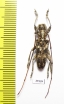 Cerambycidae sp.  China, Yunnan prov. - INSECTS-STORE.RU