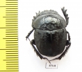 Scarabaeus cicatricosus  Spain - INSECTS-STORE.RU