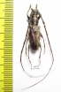 Cerambycidae sp.  China, Yunnan prov. - INSECTS-STORE.RU
