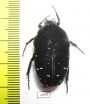 Stethodesma strachani  Sierra Leone - INSECTS-STORE.RU